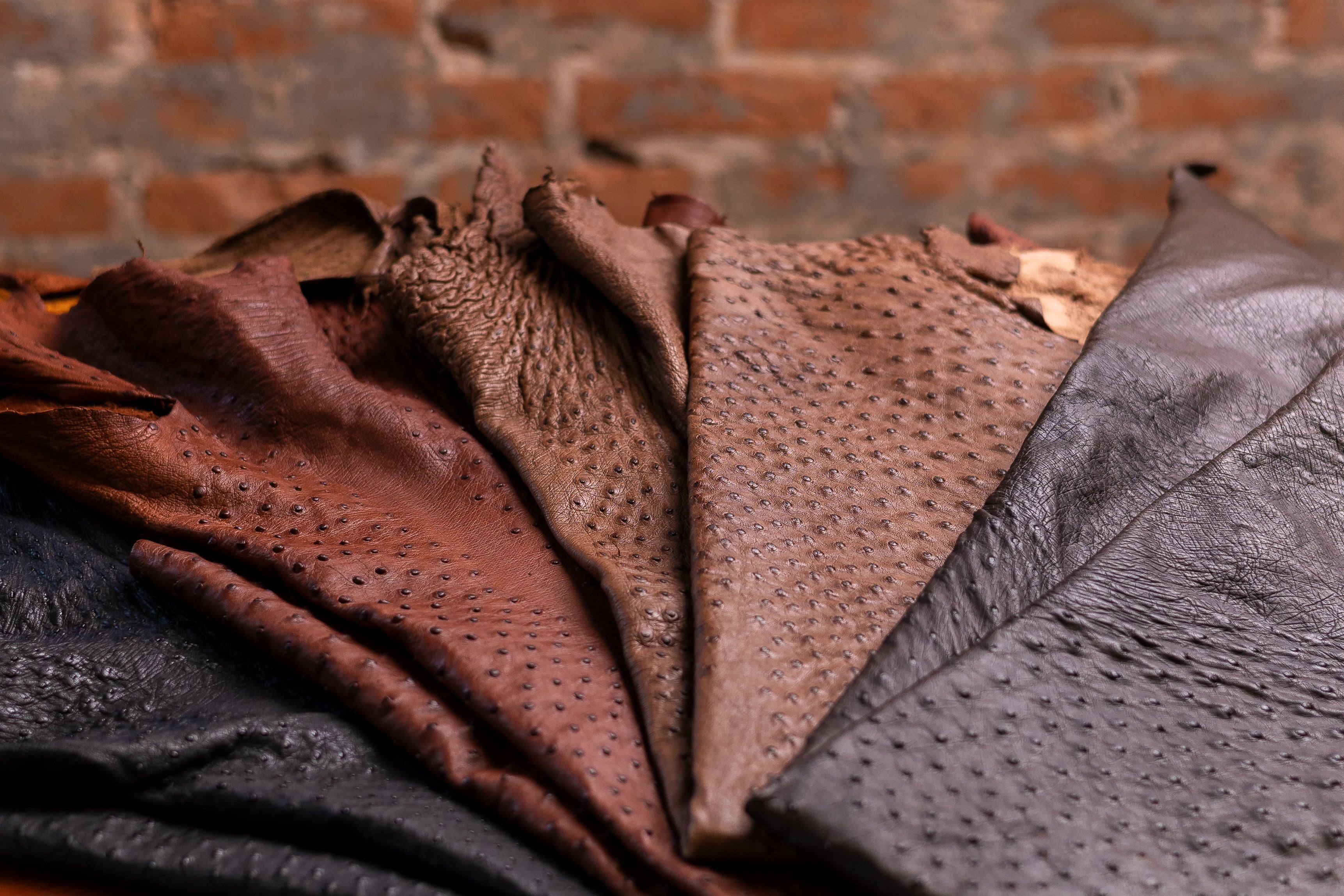 Couros de Avestruz Legítimos - Curtimento Artesanal Premium | Strut